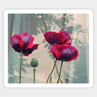 Outdoor Still Life With Poppies Sticker